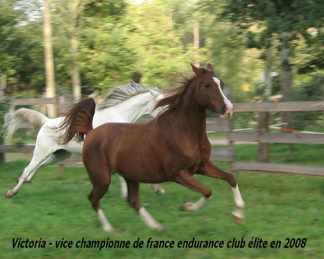 Bed and Breakfast Le Ranch Amadeus Saint-Paul-en-Born Екстер'єр фото