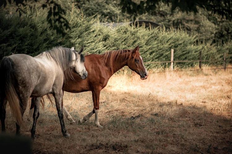 Bed and Breakfast Le Ranch Amadeus Saint-Paul-en-Born Екстер'єр фото